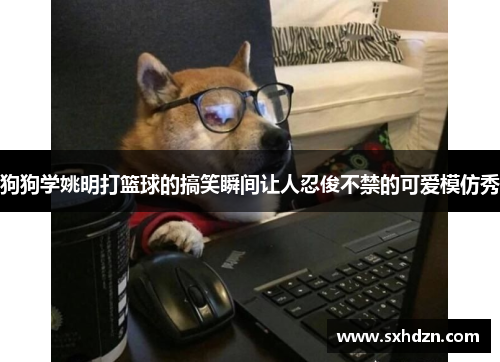 狗狗学姚明打篮球的搞笑瞬间让人忍俊不禁的可爱模仿秀